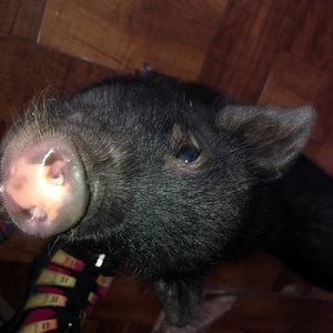 Meet your Posher, Taylor